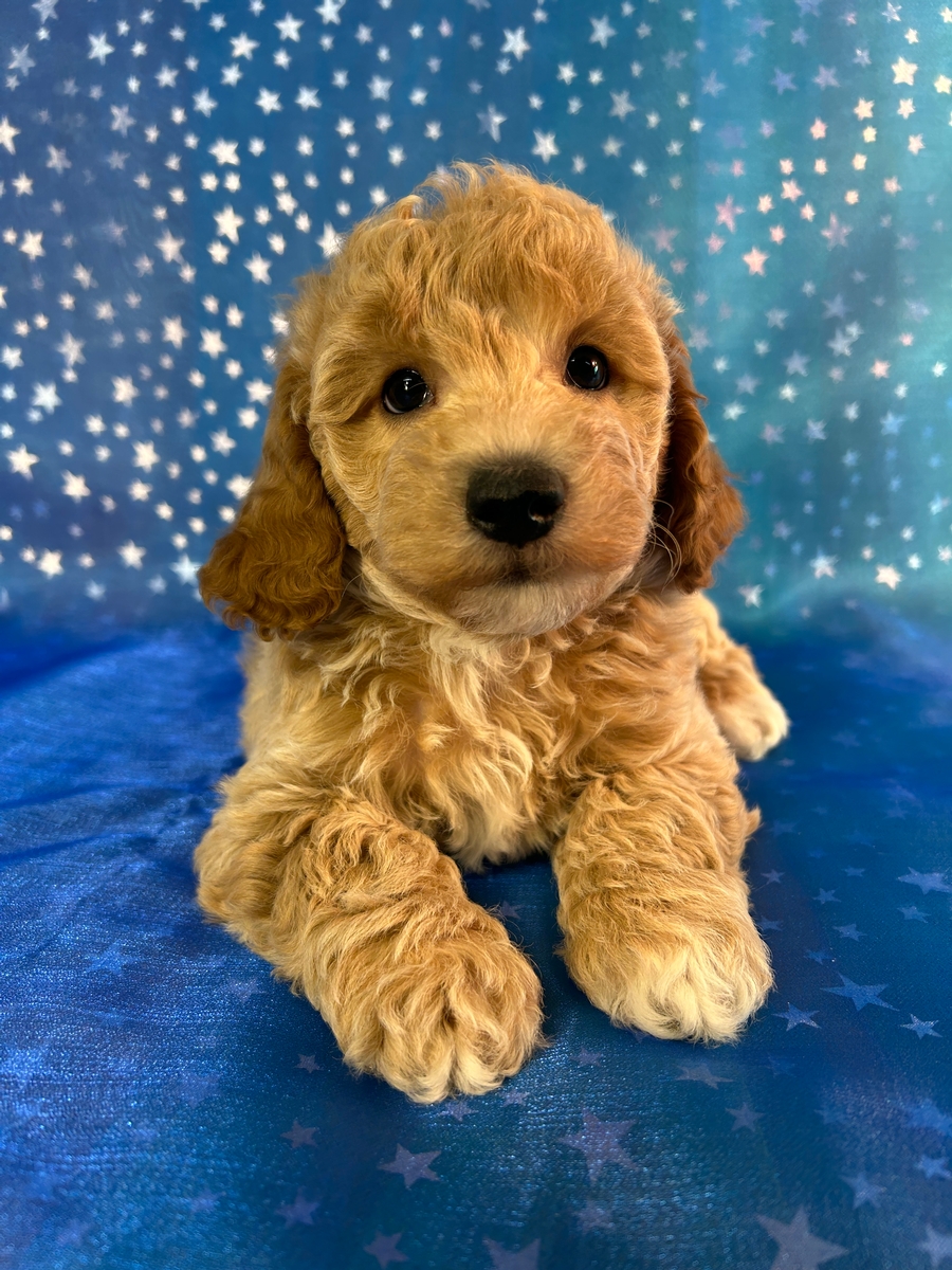 Male Bichon Poodle Puppy for Sale DOB 8-28-2025 $950
